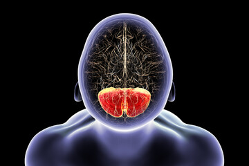 Human brain with highlighted cerebellum, 3D illustration