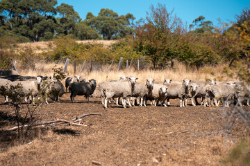 Sheep in a field. Merino sheep, grazing and eating grass in New zealand