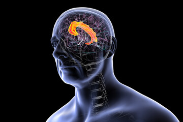 Human brain highlighting the cingulate gyrus, 3D illustration