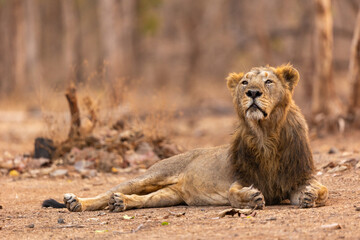 Male lion Guarding His Territory 