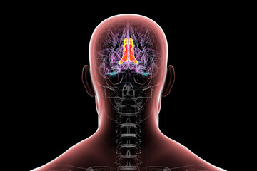 Human brain highlighting the cingulate gyrus, 3D illustration