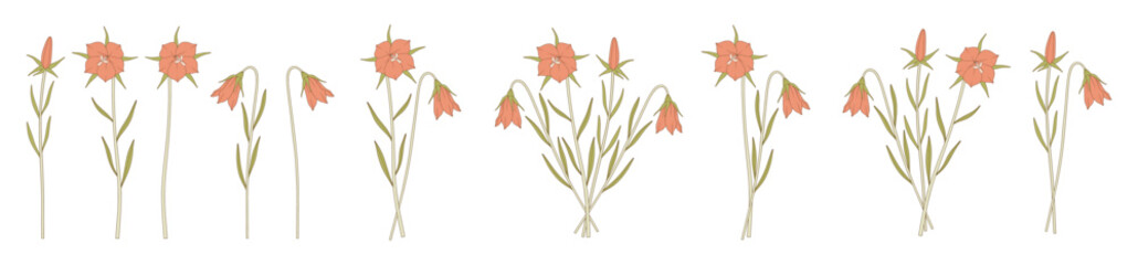 Bright set of bell bouquets. Bunches of blooming wildflowers, perennial wild plants. Botanical hand-drawn elements for design projects. Vector illustration