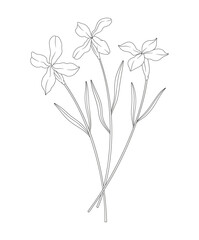 Bouquet of three matthiola flowers with leaves. Bunch of blooming wild plants. Line art, minimal style, contour. Botanical hand-drawn elements for design projects. Vector illustration
