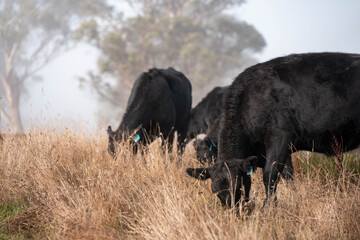 cows grazing in a misty field, mist over a Farming landscape with beautiful cows and cattle grazing...