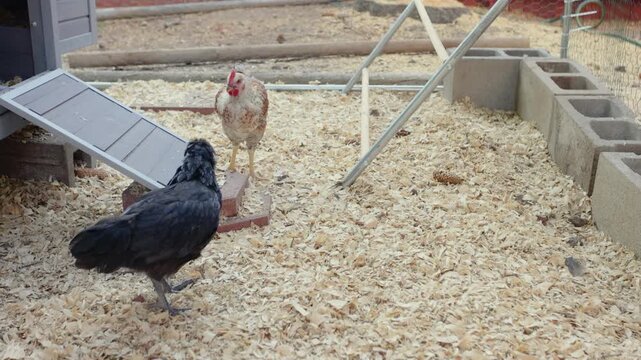 Backyard Chickens Sustainable Farming Homesteading