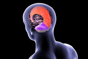 Falx cerebri and tentorium cerebelli, 3D illustration.