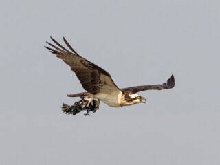 An Osprey in flight with a bundle of seaweed in its talons to use as nest building material