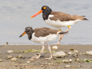 A young recently fledged American Oystercatcher feeding on the shoreline with a protective adult patrolling in the background