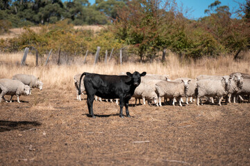 Sheep in a field. Merino sheep, grazing and eating grass in New zealand