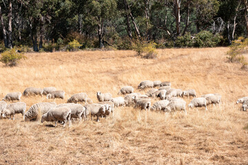 Sheep in a field. Merino sheep, grazing and eating grass in New zealand