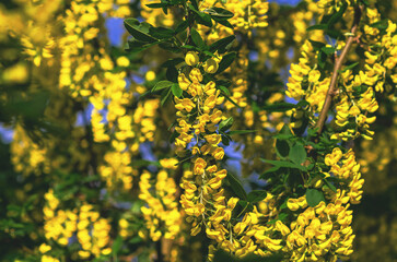 Blooming Caragana arborescens. Yellow acacia. Blooming Siberian pea shrub. Landscape design concept.