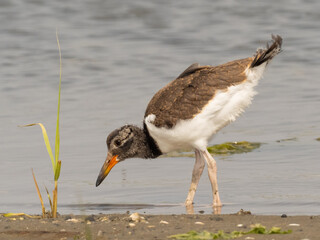 A young recently fledged American Oystercatcher feeding in shallow water on the shoreline