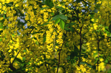 Blooming Caragana arborescens. Yellow acacia. Blooming Siberian pea shrub. Landscape design concept.