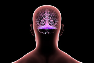 Falx cerebri and tentorium cerebelli, 3D illustration.