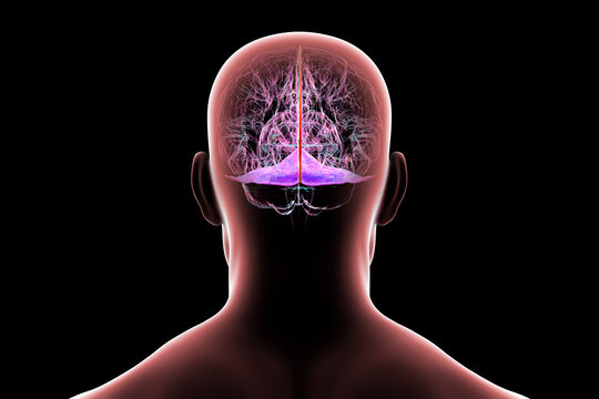 Falx cerebri and tentorium cerebelli, 3D illustration.