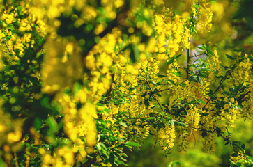 Blooming Caragana arborescens. Yellow acacia. Blooming Siberian pea shrub. Landscape design concept.
