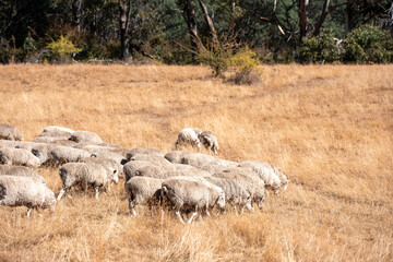 Sheep in a field. Merino sheep, grazing and eating grass in New zealand