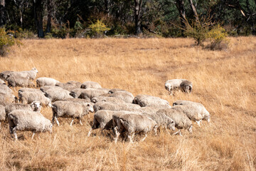 Sheep in a field. Merino sheep, grazing and eating grass in New zealand