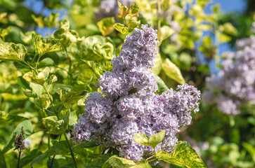 Light purple lilac flowers, branches on bush with green leaves. Selective focus, blurred background.