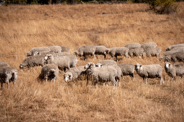 Sheep in a field. Merino sheep, grazing and eating grass in New zealand