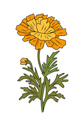 Marigold, October birth month flower colorful illustration. Botanical hand drawn design for logo, tattoo, packaging, card, wall art. Vector isolated