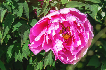 Large delicate light pink peony flower on green bush. Front view. Incredible photo of flower.