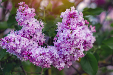 Delicate flowers of spring lilac branch. Closeup of lilac blossom on blurred. Idea for greeting card