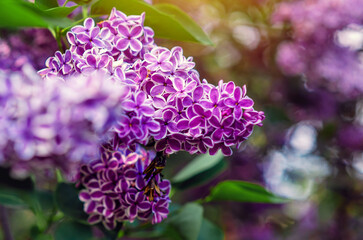 Delicate flowers of spring lilac branch. Closeup of lilac blossom on blurred. Idea for greeting card