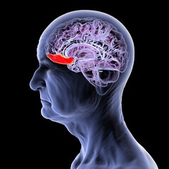 Gyrus rectus of human brain, 3D illustration