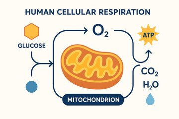 Human Cellular Respiration Illustration, Biochemistry, Biology, Science, Education [Illustration]