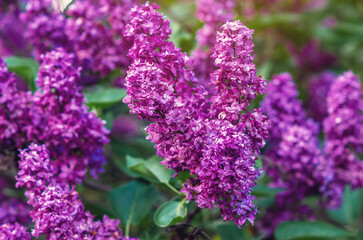 Purple lilac flowers branches on bush with green leaves. Early spring in nature. Spring content.