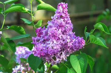 Purple lilac flowers branches on bush with green leaves. Early spring in nature. Spring content.