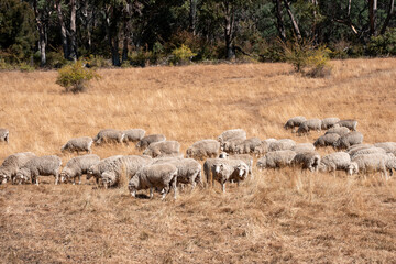 Sheep in a field. Merino sheep, grazing and eating grass in New zealand