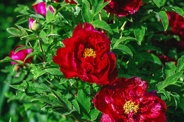 Red peony with striking yellow center, surrounded by rich green leaves, perfect for floral decor.