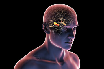 Hippocampus in human brain, 3D illustration