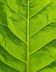 Obraz premium Close-up of vibrant green leaf veins