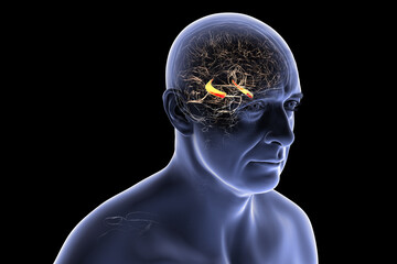 Hippocampus in human brain, 3D illustration