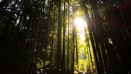 Sunlight shining through tall bamboo trees in a dense forest with green foliage and a natural setting