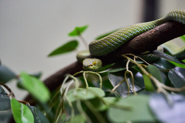 closeup big eyed pit viper or Trimeresurus macrops background