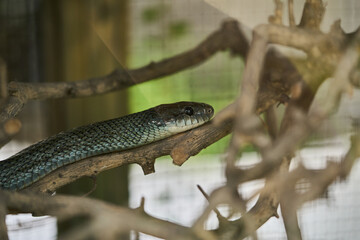 closeup Japanese rat snake or elaphe climacophora background