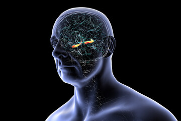 Hippocampus in human brain, 3D illustration