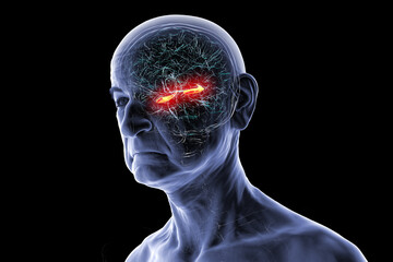 Hippocampus in human brain, 3D illustration