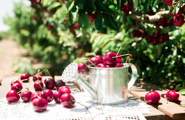 still life of cherries in small tin can on table in garden