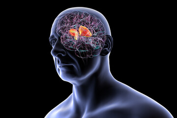 Internal capsule, 3D illustration. Highlighted in red within the human brain.