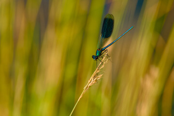 male banded demoiselle perching on a plant close-up
