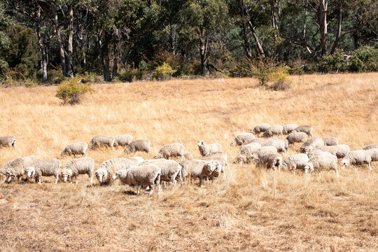 Sheep in a field. Merino sheep, grazing and eating grass in New zealand