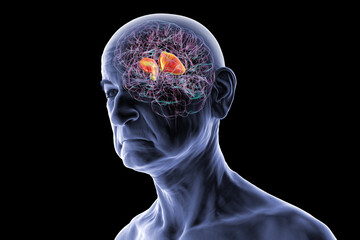 Internal capsule, 3D illustration. Highlighted in red within the human brain.