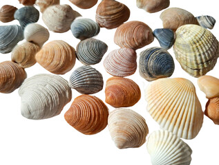 Seashells isolated on white background
