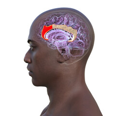 Anterior cingulate cortex in human brain, 3D illustration.