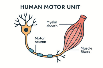 Human Motor Unit Illustration: Neuron and Muscle Fibers Anatomy [Illustration]